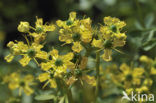 Rue (Ruta graveolens)