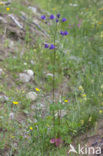 Wilde akelei (Aquilegia vulgaris)