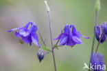 Wilde akelei (Aquilegia vulgaris)