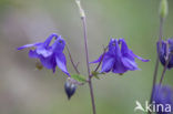 Wilde akelei (Aquilegia vulgaris)