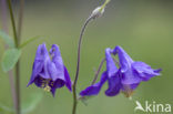 Wilde akelei (Aquilegia vulgaris)