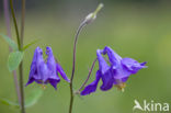 Wilde akelei (Aquilegia vulgaris)