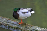 Mallard