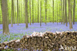 Bluebell (Scilla non-scripta)