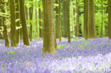 Bluebell (Scilla non-scripta)