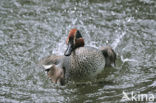 Wintertaling (Anas crecca) 