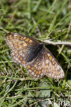 Witbonte parelmoervlinder (Euphydryas cynthia)