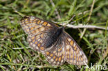 Witbonte parelmoervlinder (Euphydryas cynthia)