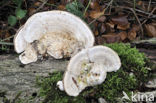 Lumpy Bracket (Trametes gibbosa)