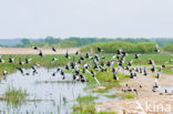 White-winged Tern (Chlidonias leucopterus)