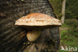 Wollige bundelzwam (Pholiota populnea)