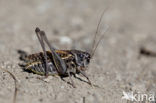 Wrattenbijter (Decticus verrucivorus) 