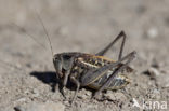 Wrattenbijter (Decticus verrucivorus) 