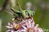 Wrattenbijter (Decticus verrucivorus) 