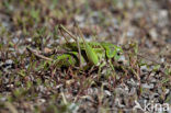 Wart-biter (Decticus verrucivorus)