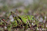 Wrattenbijter (Decticus verrucivorus) 