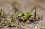 Wrattenbijter (Decticus verrucivorus) 