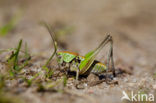 Wrattenbijter (Decticus verrucivorus) 