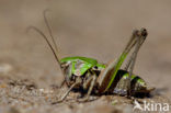 Wrattenbijter (Decticus verrucivorus) 