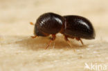 Xyleborus germanus