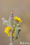 Saddle-backed Bush-cricket (Ephippiger ephippiger)