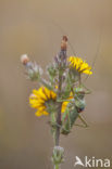 Saddle-backed Bush-cricket (Ephippiger ephippiger)