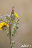 Saddle-backed Bush-cricket (Ephippiger ephippiger)