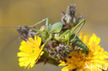 Saddle-backed Bush-cricket (Ephippiger ephippiger)
