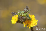 Saddle-backed Bush-cricket (Ephippiger ephippiger)