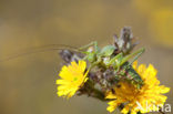 Saddle-backed Bush-cricket (Ephippiger ephippiger)