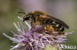 Zesbandgroefbij (Halictus sexcinctus) 