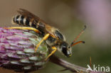 Zesbandgroefbij (Halictus sexcinctus) 