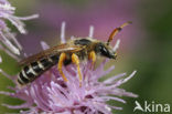 Zesbandgroefbij (Halictus sexcinctus) 