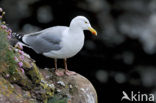 Zilvermeeuw (Larus argentatus)