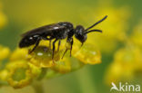 Sphecodes niger