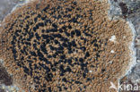 Zwarte granietkorst (Lecidea lithophila) 