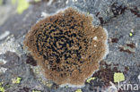 Zwarte granietkorst (Lecidea lithophila) 