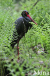 Black Stork (Ciconia nigra)