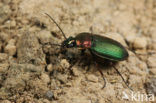 Zwartsprietfluweelloper (Chlaenius nigricornis)