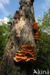 Zwavelzwam (Laetiporus sulphureus)