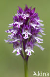 Burnt Orchid x three-toothed orchid (Neotinea ustulata x Neotinea tridentata)