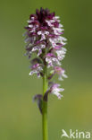 Aangebrande orchis (Neotinea ustulata) 