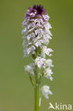 Aangebrande orchis (Neotinea ustulata) 