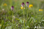 Burnt Orchid (Neotinea ustulata)