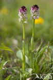 Aangebrande orchis (Neotinea ustulata) 