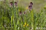 Burnt Orchid (Neotinea ustulata)