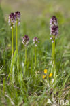 Aangebrande orchis (Neotinea ustulata) 