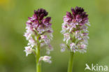 Burnt Orchid (Neotinea ustulata)