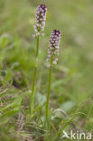 Burnt Orchid (Neotinea ustulata)