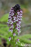 Aangebrande orchis (Neotinea ustulata) 